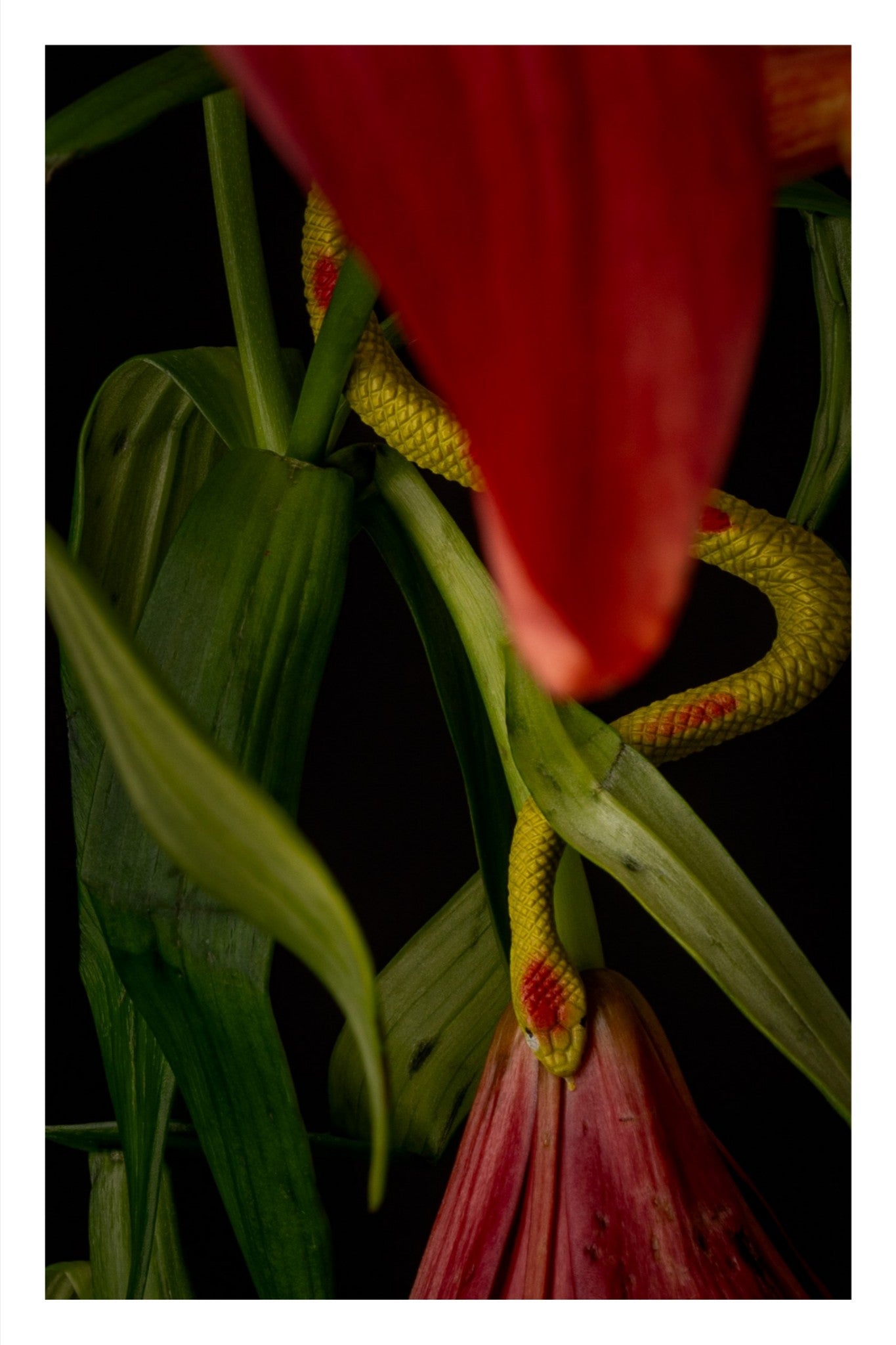 Color photograph of a toy snake curled around Asiatic lilies in a whimsical and surreal floral arrangement.