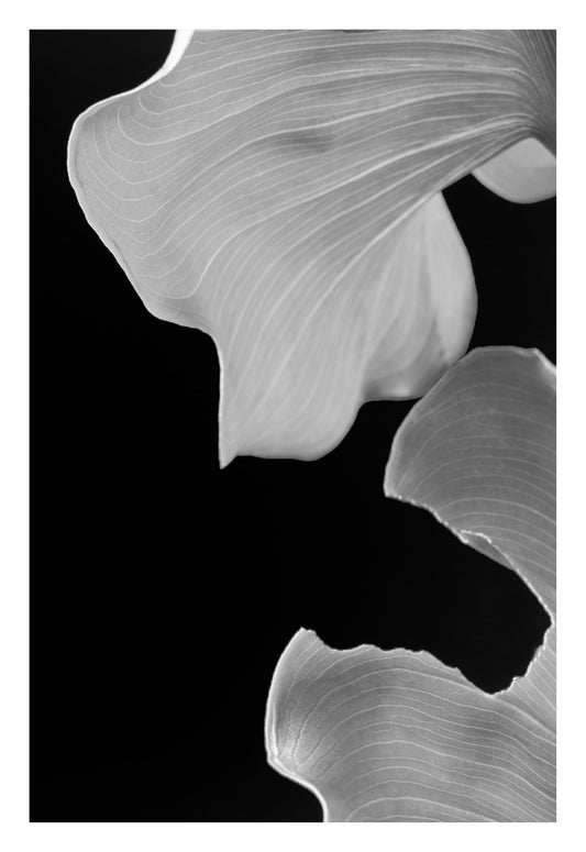 Black and white fine art photograph of sculptural calla lily leaves with soft lighting and elegant contrast.