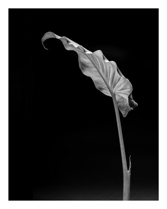 Black and white photograph of calla lily leaf with soft lighting and sculptural detail.

