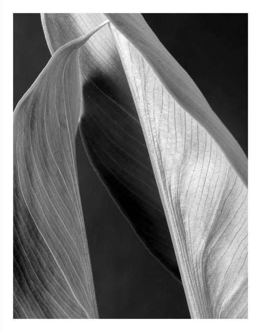 Black and white photograph of graceful calla lily leaves with soft light and sculptural shadows.