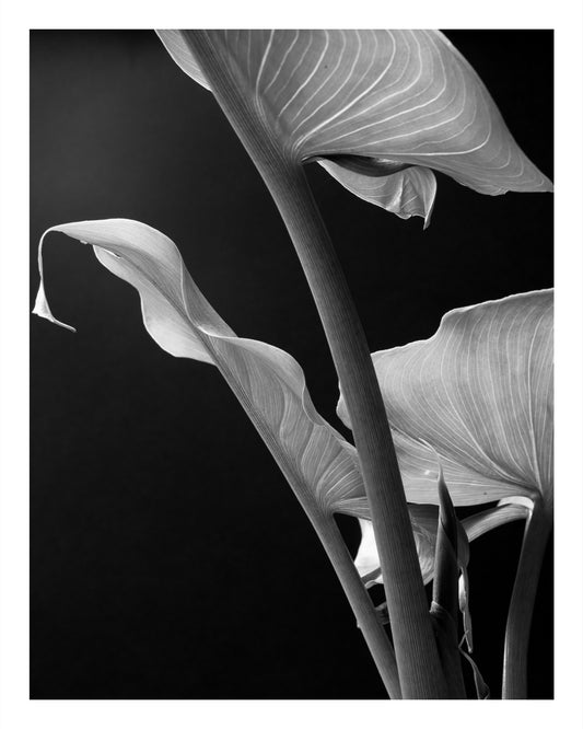 Black and white fine art photograph of calla lily leaves, showcasing elegant curves and soft shadows.