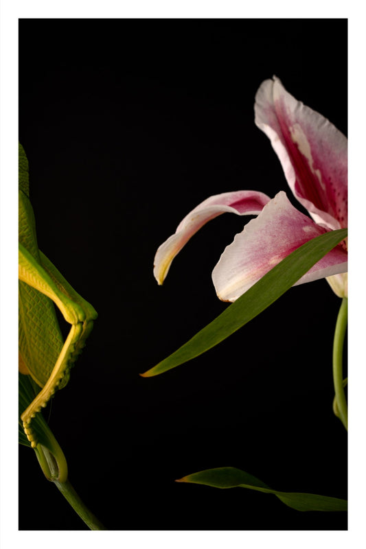 Color photograph of tall Asiatic lilies with a toy grasshopper perched on the left, in a playful and elegant floral composition.