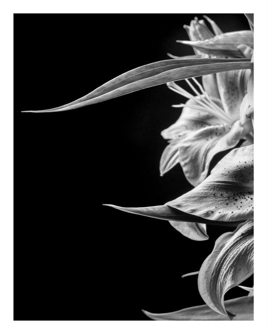 Black and white photograph of Asiatic lilies with strong contrast, sharp petals, and sculptural shadows.