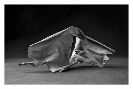 Close-up black and white photo of peeling Pacific madrone bark.