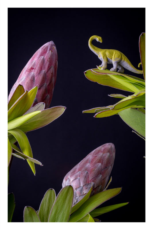 Color photograph of a toy dinosaur nestled among vibrant protea flowers in a whimsical, surreal floral scene.