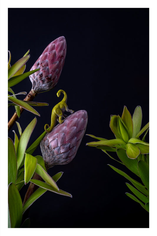 Color photograph of a toy dinosaur nestled among vibrant protea flowers in a whimsical, surreal floral scene.