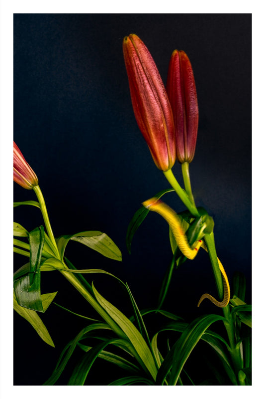 Color photograph of bright Asiatic lilies with a blurred toy snake appearing to leap between stems in midair.