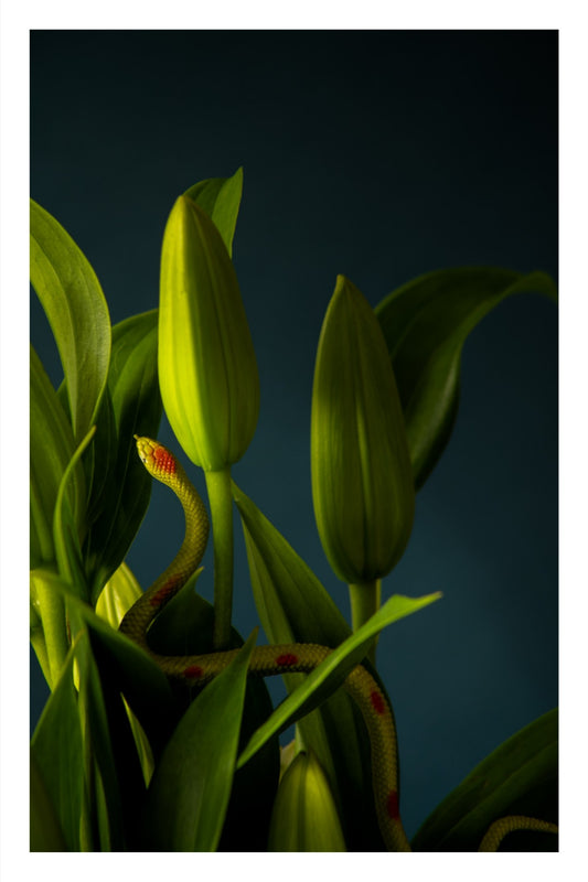 Color photograph of a toy snake coiled among lilies, set against a vivid blue background in a surreal floral composition