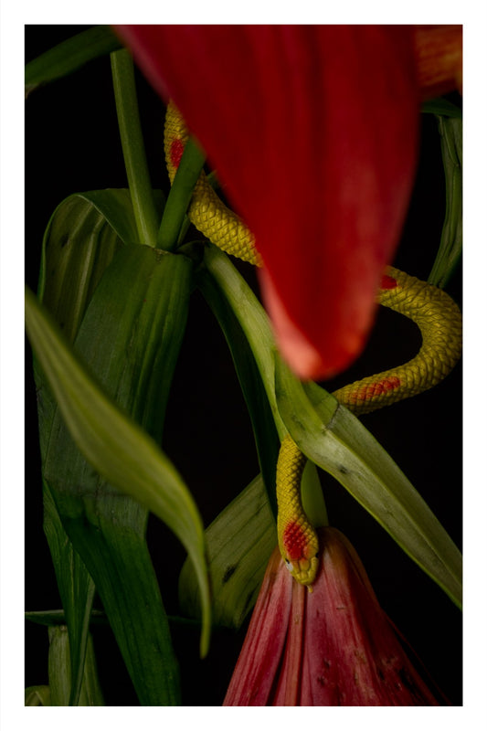 Color photograph of a toy snake curled around Asiatic lilies in a whimsical and surreal floral arrangement.