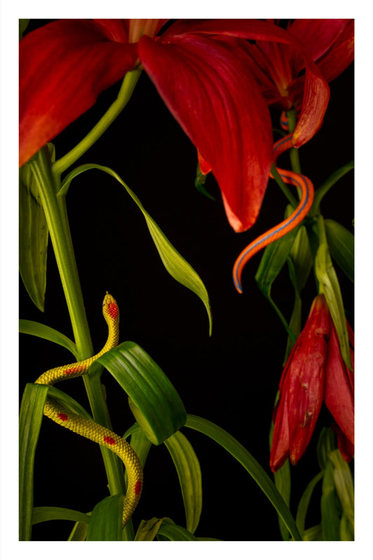Color photograph of two toy snakes entwined around Asiatic lily stems and petals in a vivid floral arrangement.