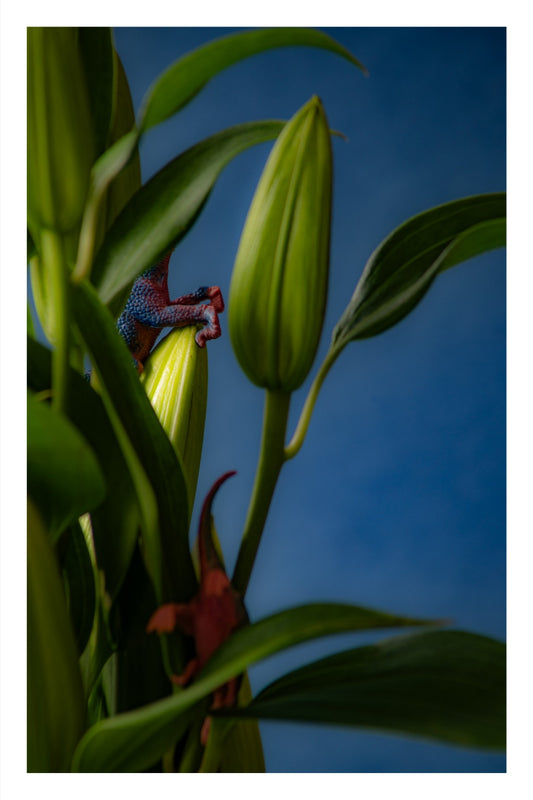 Color photograph of two toy dinosaurs closely inspecting lily flowers in a playful, surreal floral arrangement.