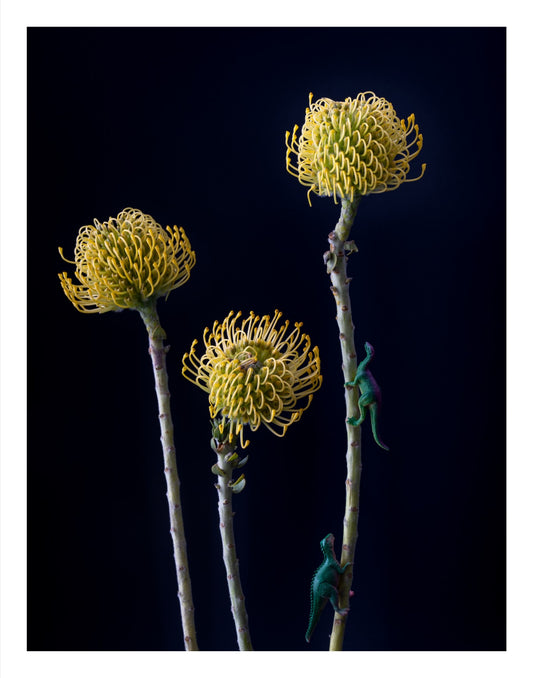 Color photograph of two toy dinosaurs climbing bright yellow pincushion protea flowers in a playful, surreal arrangement.